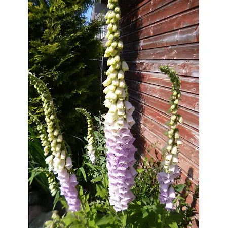 アパート Gerdes ホークジール